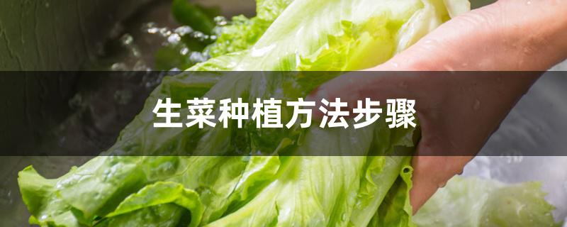 生菜种植方法步骤 生菜种植方法步骤