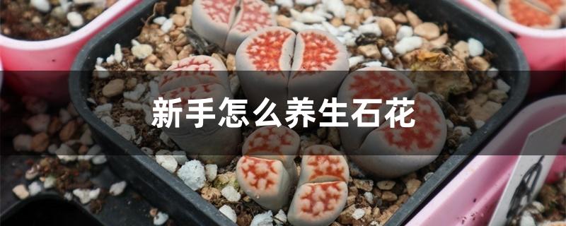 新手怎么养生石花 新手怎么养生石花