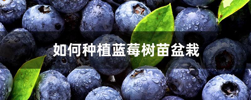 如何种植蓝莓树苗盆栽 如何种植蓝莓树苗盆栽