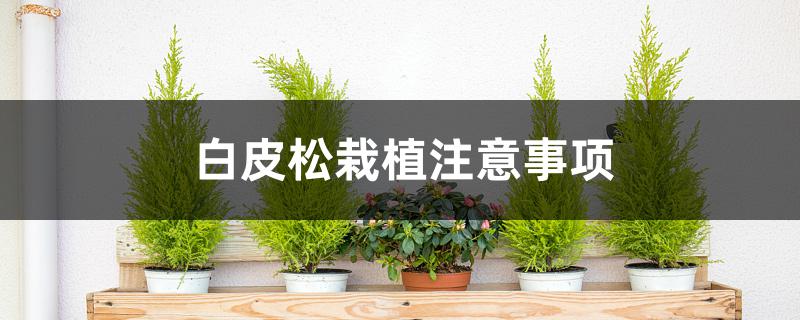 白皮松栽植注意事项 白皮松栽植注意事项