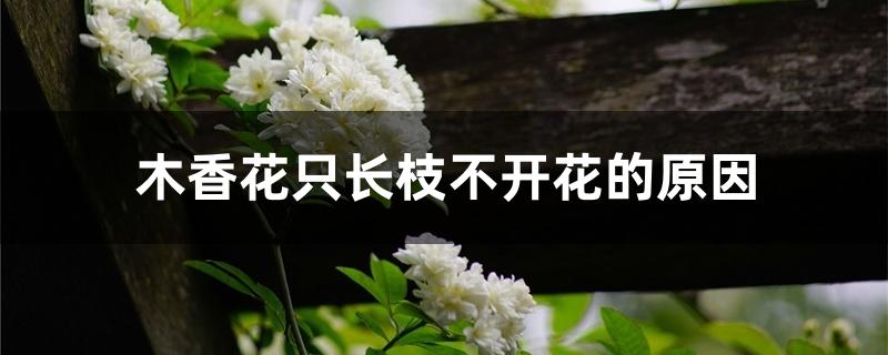木香花只长枝不开花的原因 木香花只长枝不开花的原因