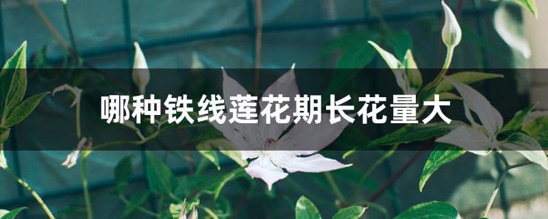 哪种铁线莲花期长花量大 哪种铁线莲花期长花量大