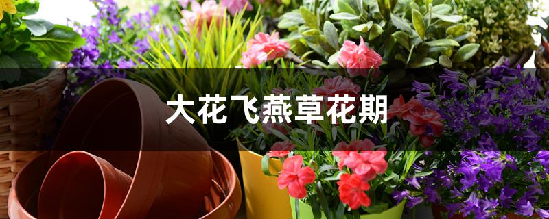 大花飞燕草花期 大花飞燕草花期