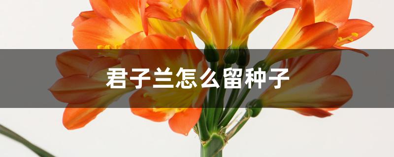 君子兰怎么留种子