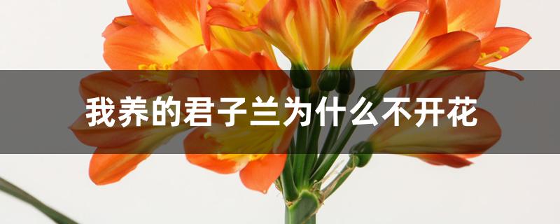 我养的君子兰为什么不开花 我养的君子兰为什么不开花