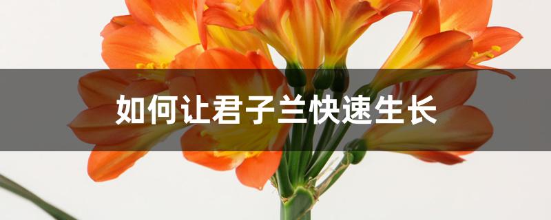 如何让君子兰快速生长 如何让君子兰快速生长