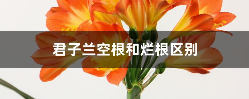 君子兰空根和烂根区别 君子兰空根和烂根区别