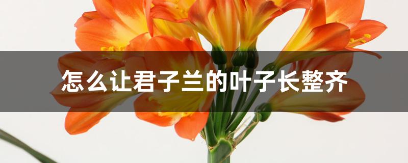 怎么让君子兰的叶子长整齐 怎么让君子兰的叶子长整齐