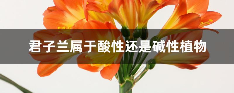 君子兰属于酸性还是碱性植物 君子兰属于酸性还是碱性植物