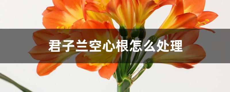 君子兰空心根怎么处理 君子兰空心根怎么处理