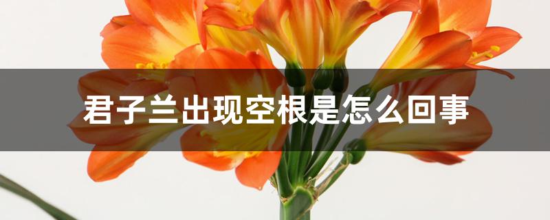 君子兰出现空根是怎么回事 君子兰出现空根是怎么回事