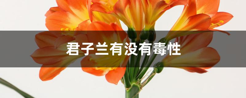 君子兰有没有毒性 君子兰有没有毒性