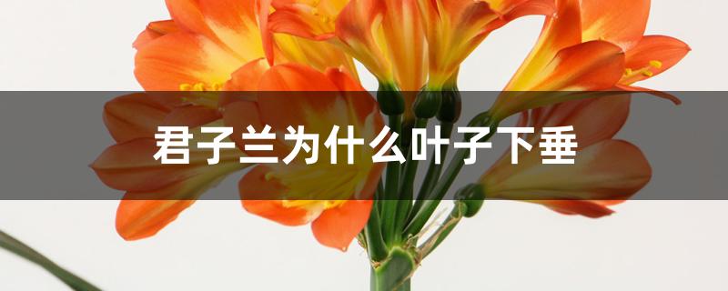 君子兰为什么叶子下垂 君子兰为什么叶子下垂