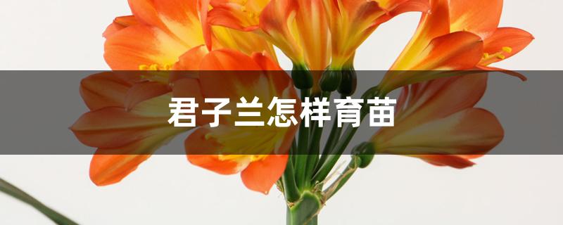 君子兰怎样育苗 君子兰怎样育苗