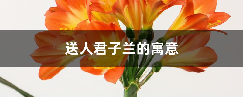 送人君子兰的寓意 送人君子兰的寓意