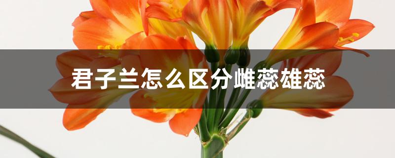 君子兰怎么区分雌蕊雄蕊 君子兰怎么区分雌蕊雄蕊