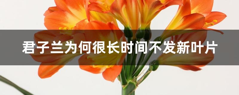 君子兰为何很长时间不发新叶片 君子兰为何很长时间不发新叶片
