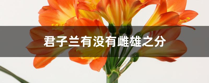 君子兰有没有雌雄之分 君子兰有没有雌雄之分