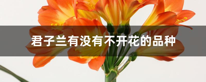 君子兰有没有不开花的品种 君子兰有没有不开花的品种