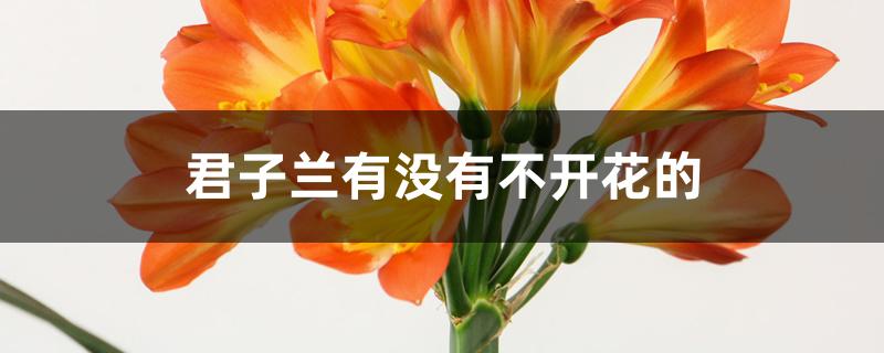 君子兰有没有不开花的 君子兰有没有不开花的