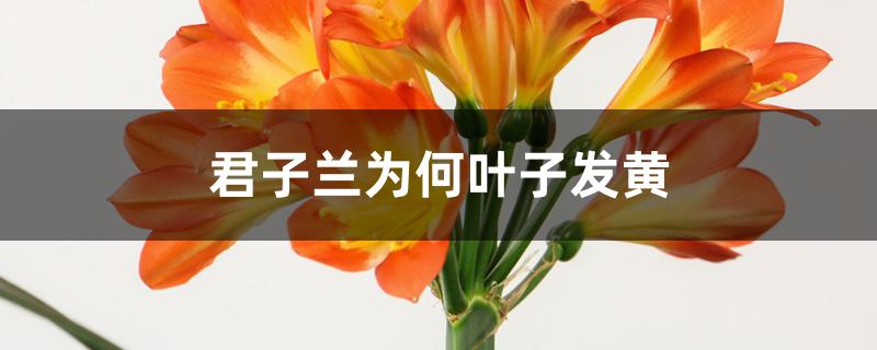 君子兰为何叶子发黄 君子兰为何叶子发黄