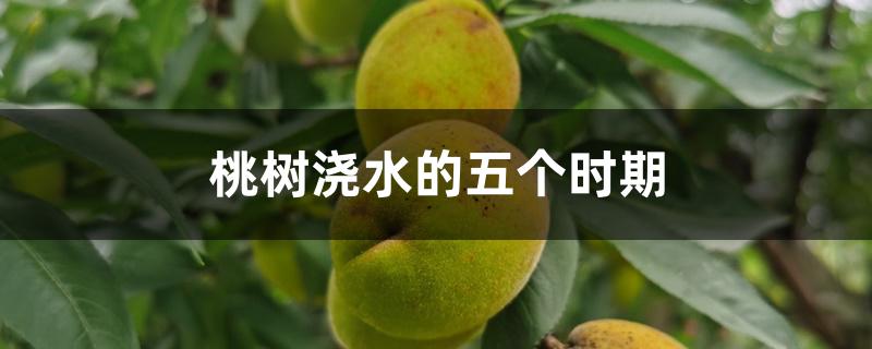 桃树浇水的五个时期 桃树浇水的五个时期