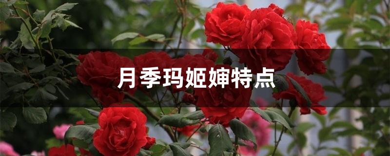 月季玛姬婶特点 月季玛姬婶特点