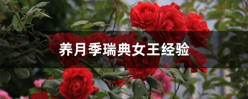 养月季瑞典女王经验 养月季瑞典女王经验