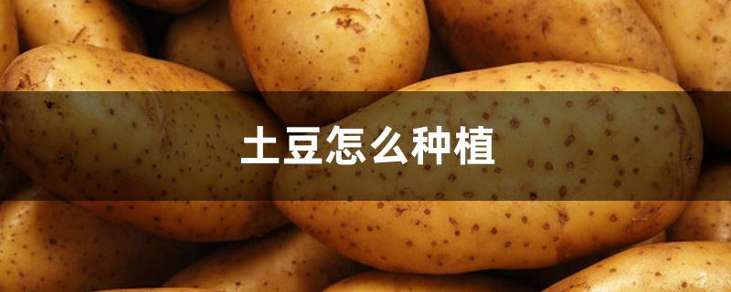 土豆怎么种植 土豆怎么种植