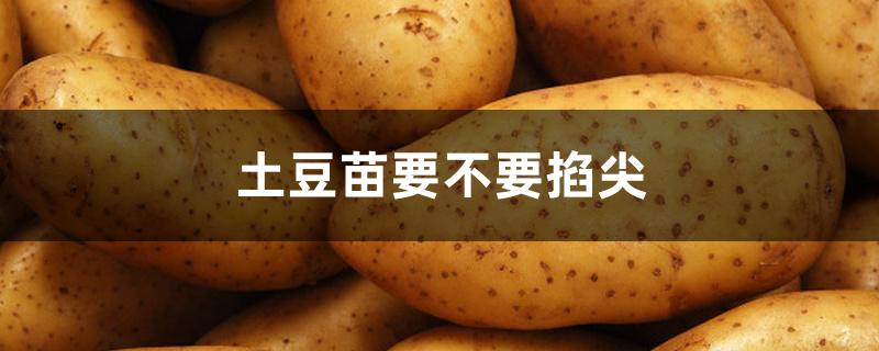 土豆苗要不要掐尖 土豆苗要不要掐尖
