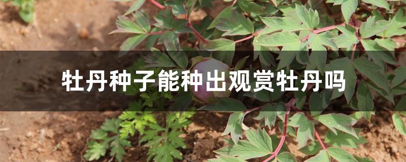 牡丹种子能种出观赏牡丹吗 牡丹种子能种出观赏牡丹吗