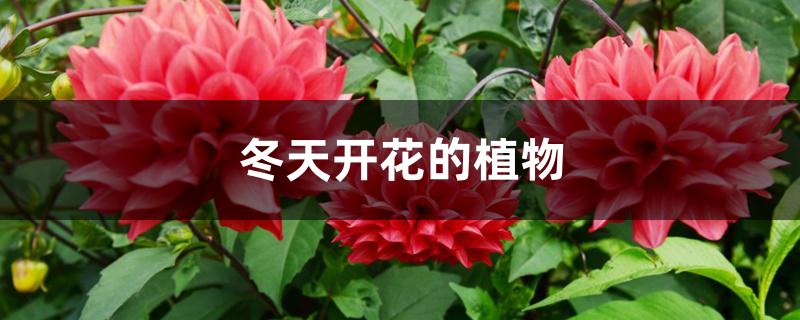 冬天开花的植物 冬天开花的植物