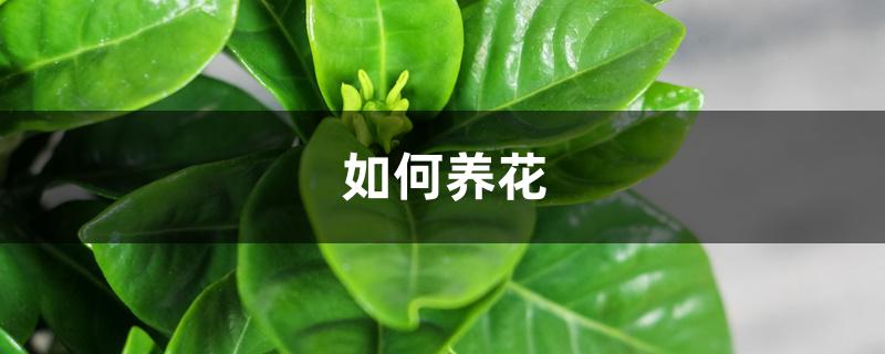 如何养花 如何养花