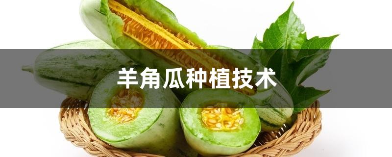 羊角瓜种植技术 羊角瓜种植技术
