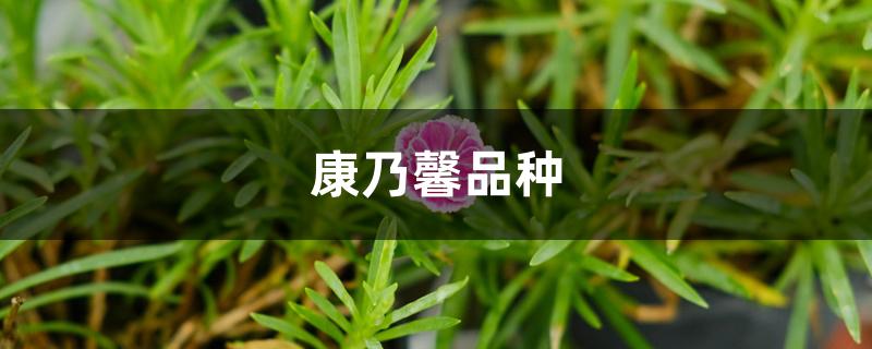 康乃馨品种 康乃馨品种
