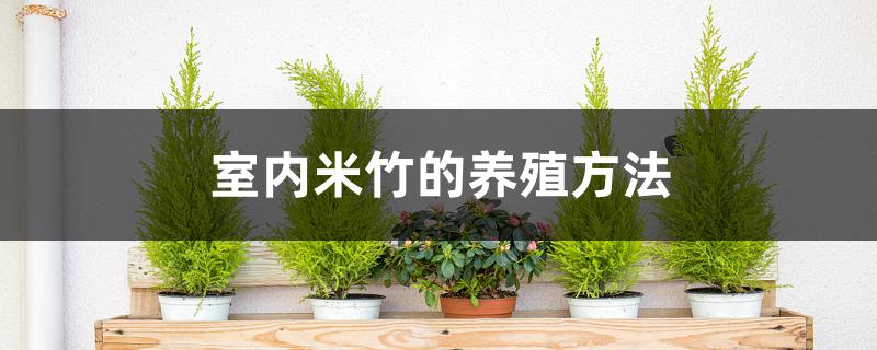 室内米竹的养殖方法 室内米竹的养殖方法