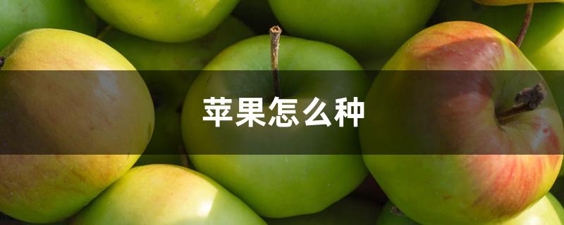 苹果怎么种 苹果怎么种