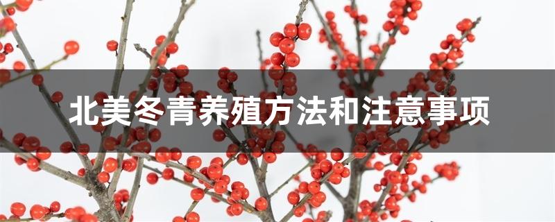 北美冬青养殖方法和注意事项 北美冬青养殖方法和注意事项