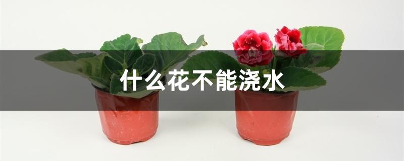什么花不能浇水 什么花不能浇水