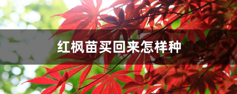 红枫苗买回来怎样种 红枫苗买回来怎样种