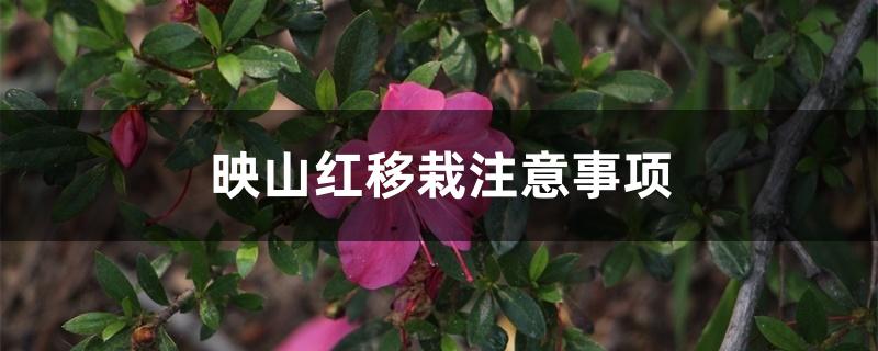 映山红移栽注意事项 映山红移栽注意事项