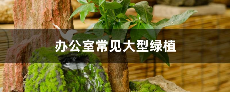 办公室常见大型绿植 办公室常见大型绿植