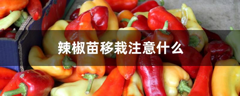 辣椒苗移栽注意什么 辣椒苗移栽注意什么