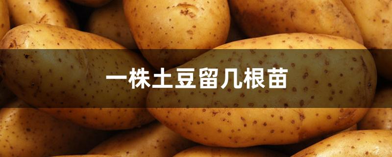 一株土豆留几根苗 一株土豆留几根苗