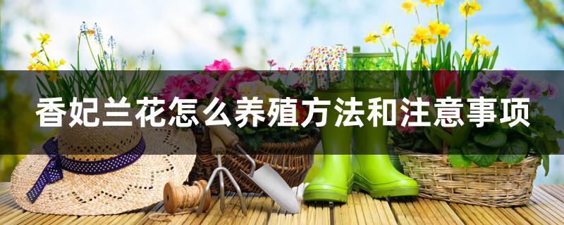 香妃兰花怎么养殖方法和注意事项 香妃兰花怎么养殖方法和注意事项