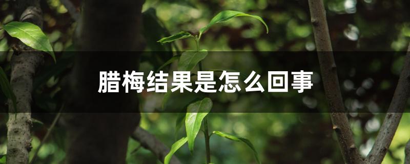 腊梅结果是怎么回事 腊梅结果是怎么回事