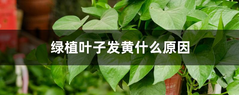 绿植叶子发黄什么原因 绿植叶子发黄什么原因