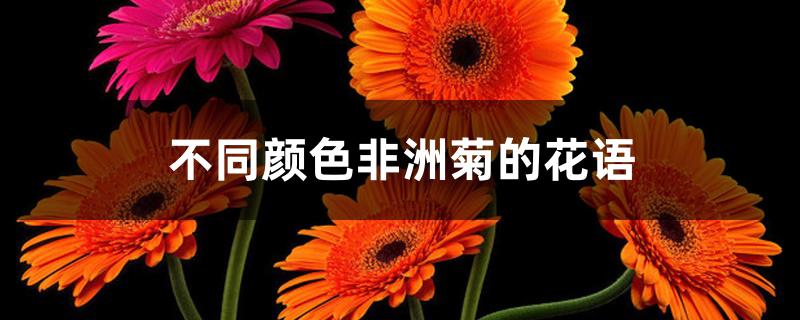 不同颜色非洲菊的花语 不同颜色非洲菊的花语