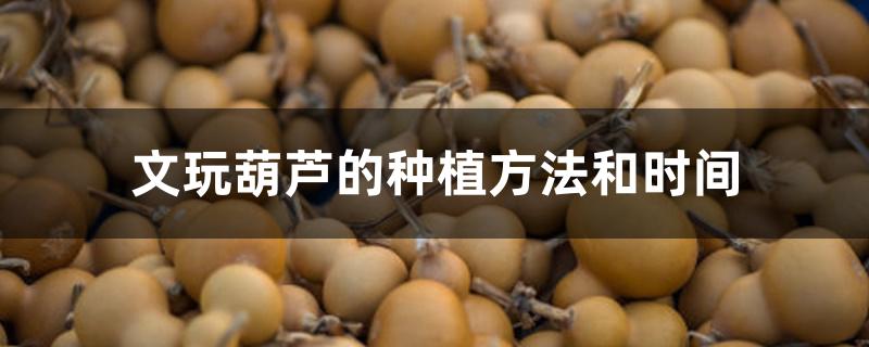 文玩葫芦的种植方法和时间 文玩葫芦的种植方法和时间
