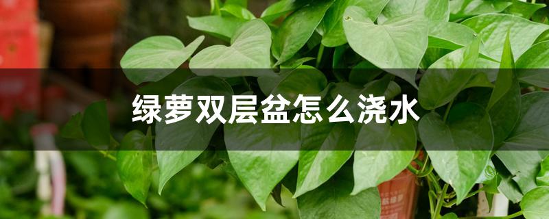 绿萝双层盆怎么浇水 绿萝双层盆怎么浇水